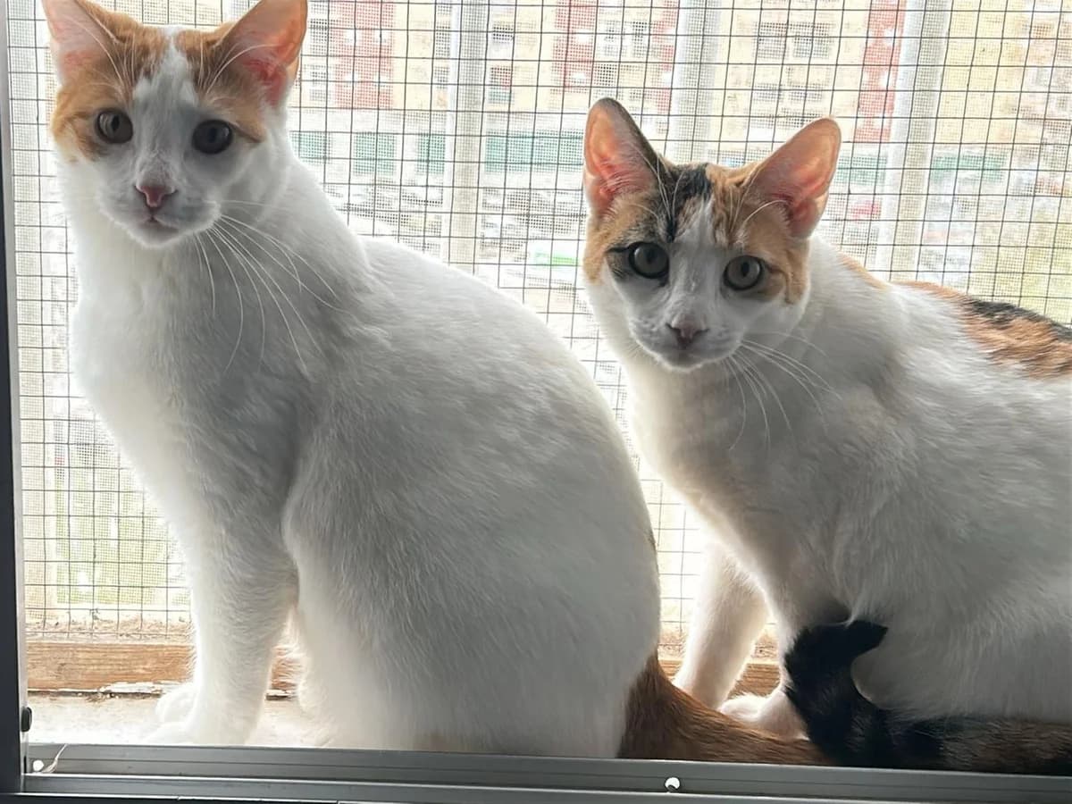 Nevado y Kitty, Short male young Domestic Shorthair for adoption at Triple A Marbella, Marbella