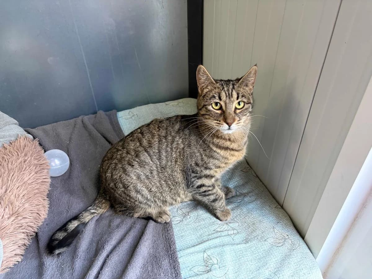 Lina, Short female puppy Domestic Shorthair for adoption at Triple A Marbella, Marbella