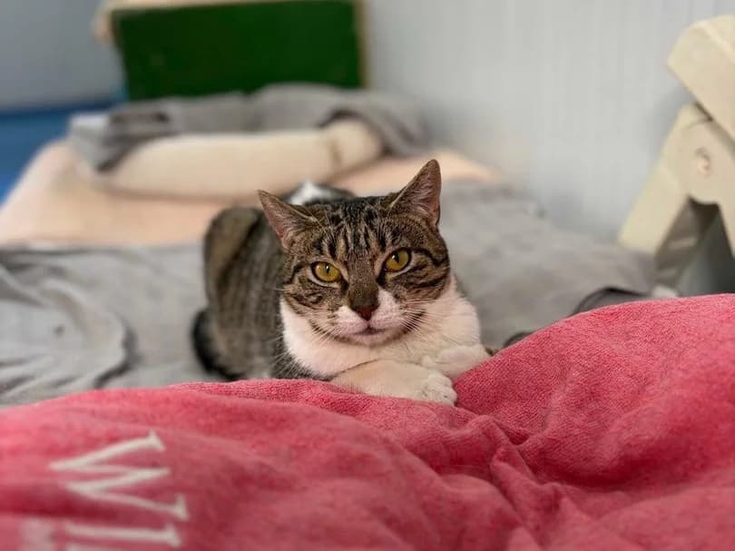 Carlotta y Martina, Short female puppy Domestic Shorthair for adoption at Triple A Marbella, Marbella