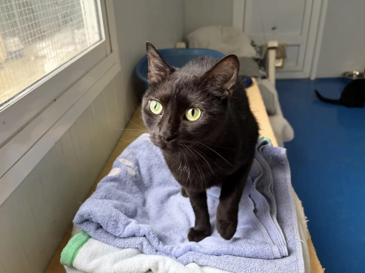 Dana, Short female Domestic Shorthair for adoption at Triple A Marbella, Marbella