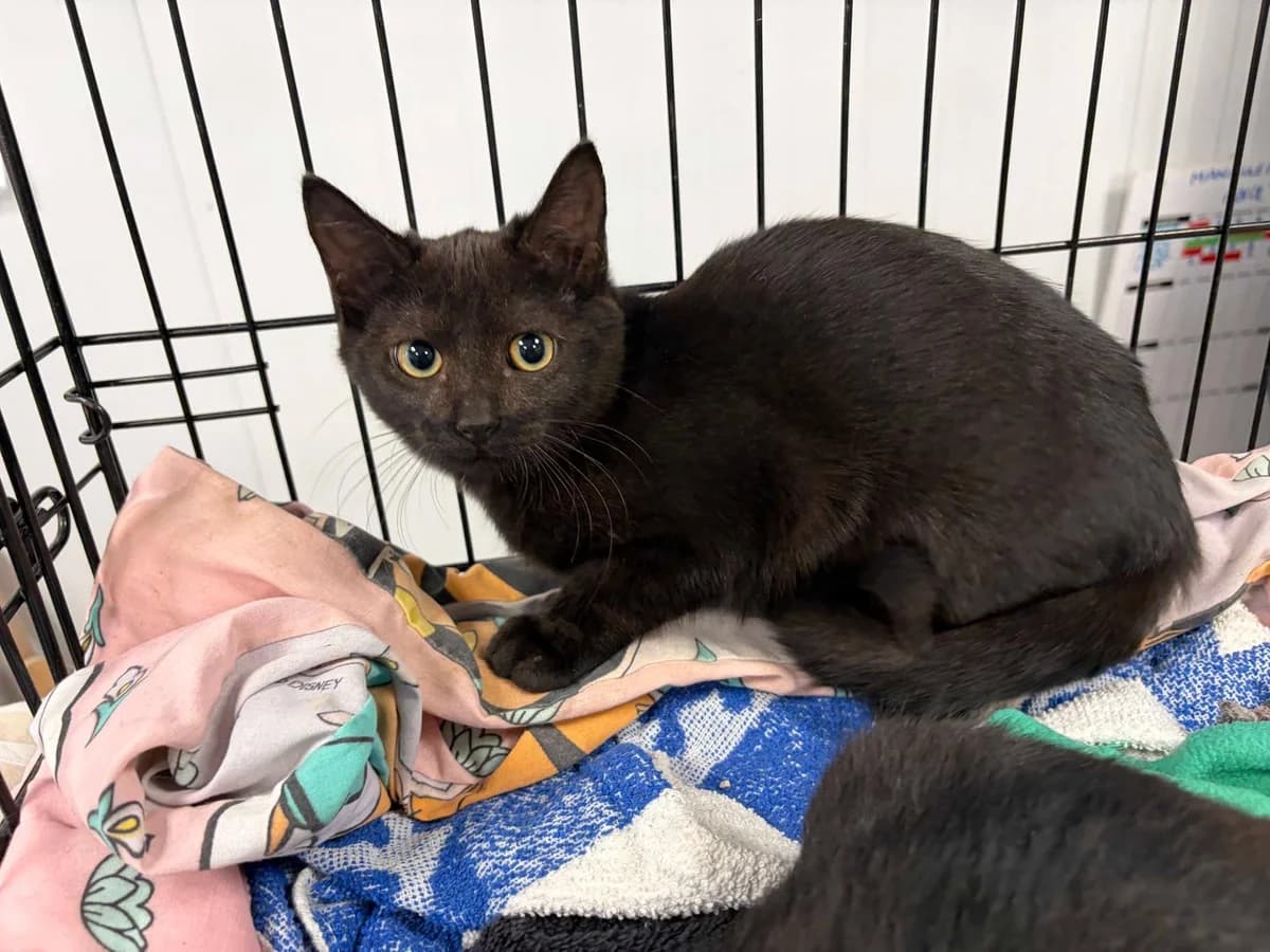 Pipa, Short female puppy Domestic Shorthair for adoption at Triple A Marbella, Marbella