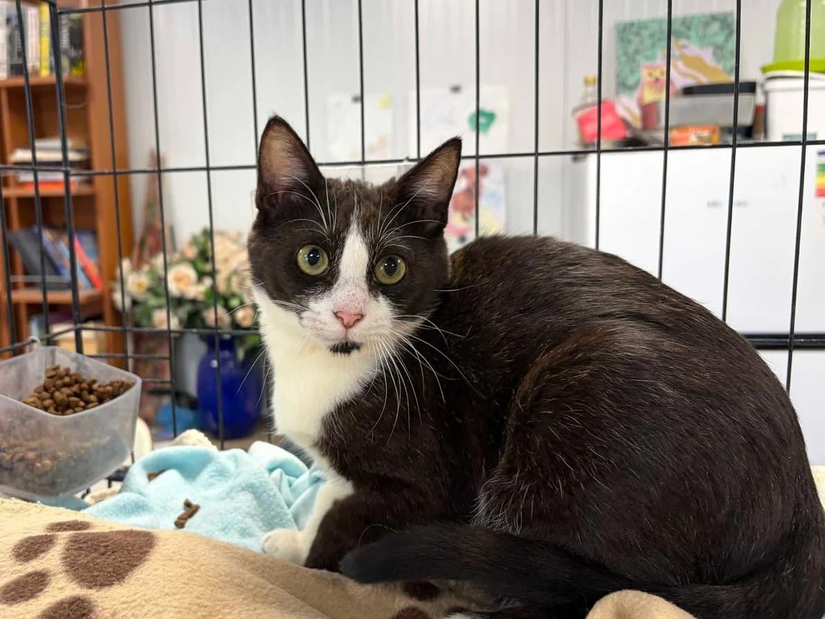 Tipsi, Short male Domestic Shorthair for adoption at Triple A Marbella, Marbella