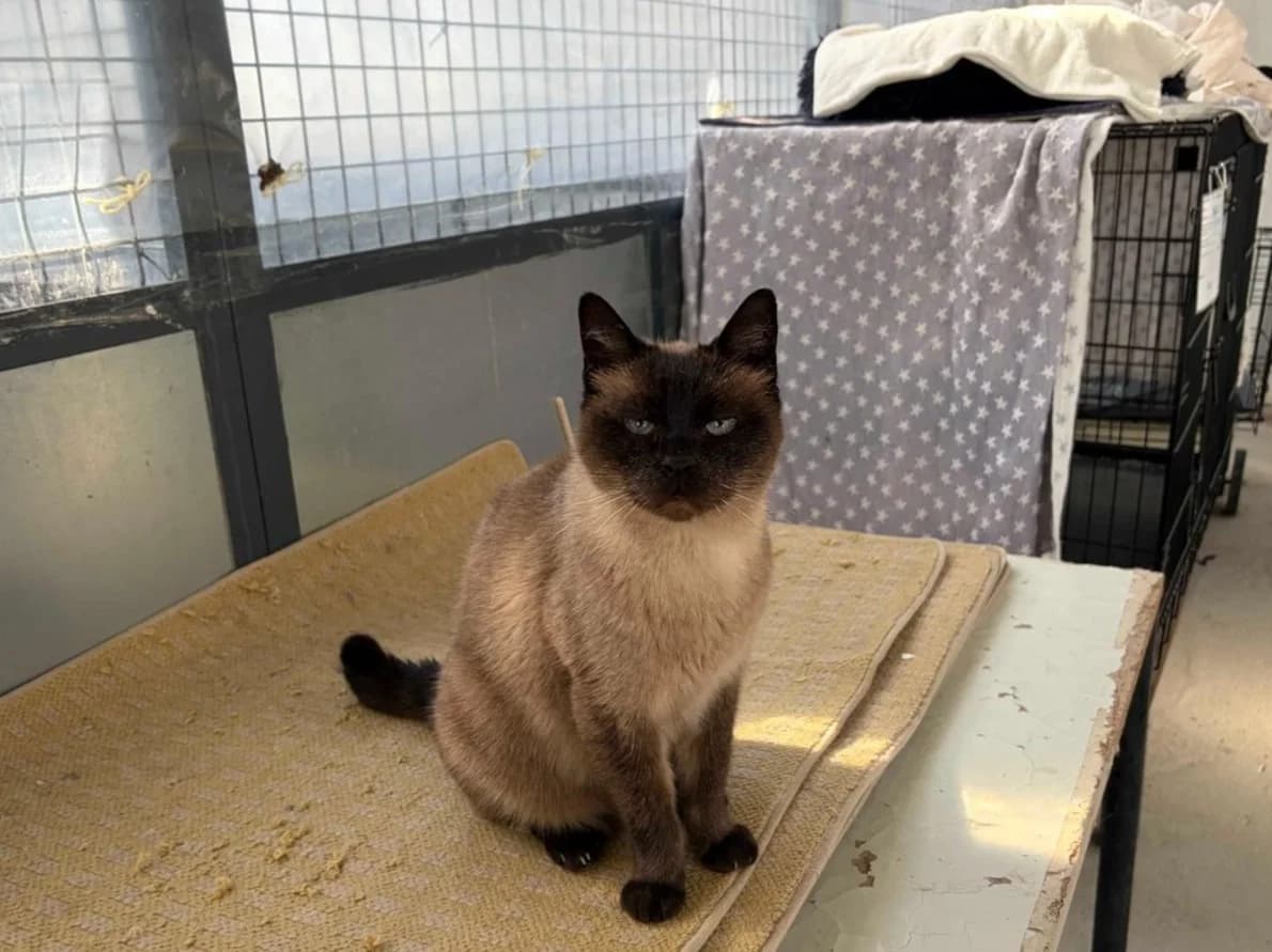 Copito, Short male young Siamese for adoption at Triple A Marbella, Marbella