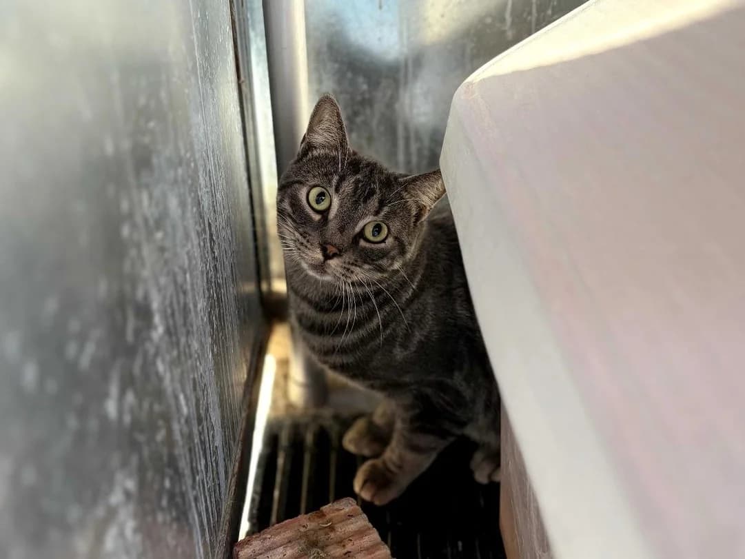 Alfonso, Short male 3yo Domestic Shorthair for adoption at Triple A Marbella, Marbella