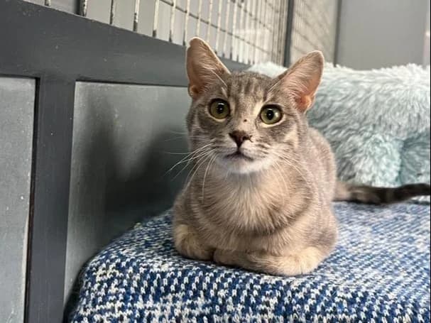 Marco/Polo, Short male puppy Domestic Shorthair for adoption at Triple A Marbella, Marbella