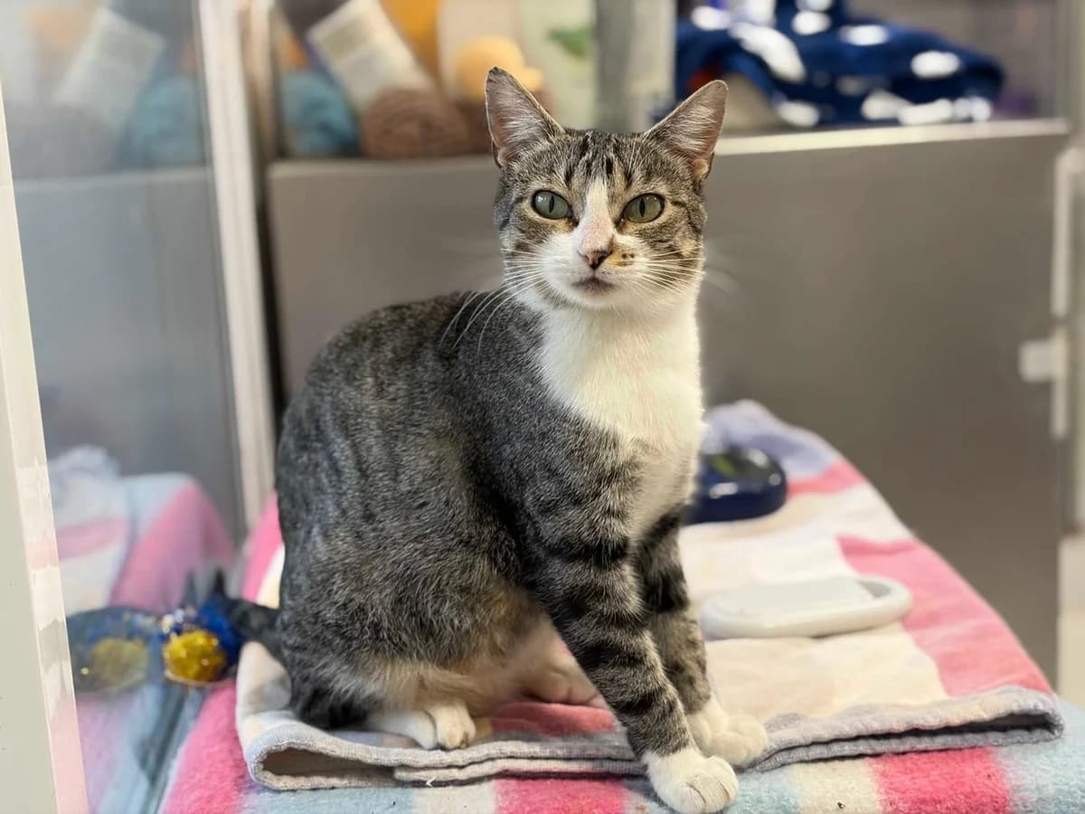 Lilly, Short female Domestic Shorthair for adoption at Triple A Marbella, Marbella