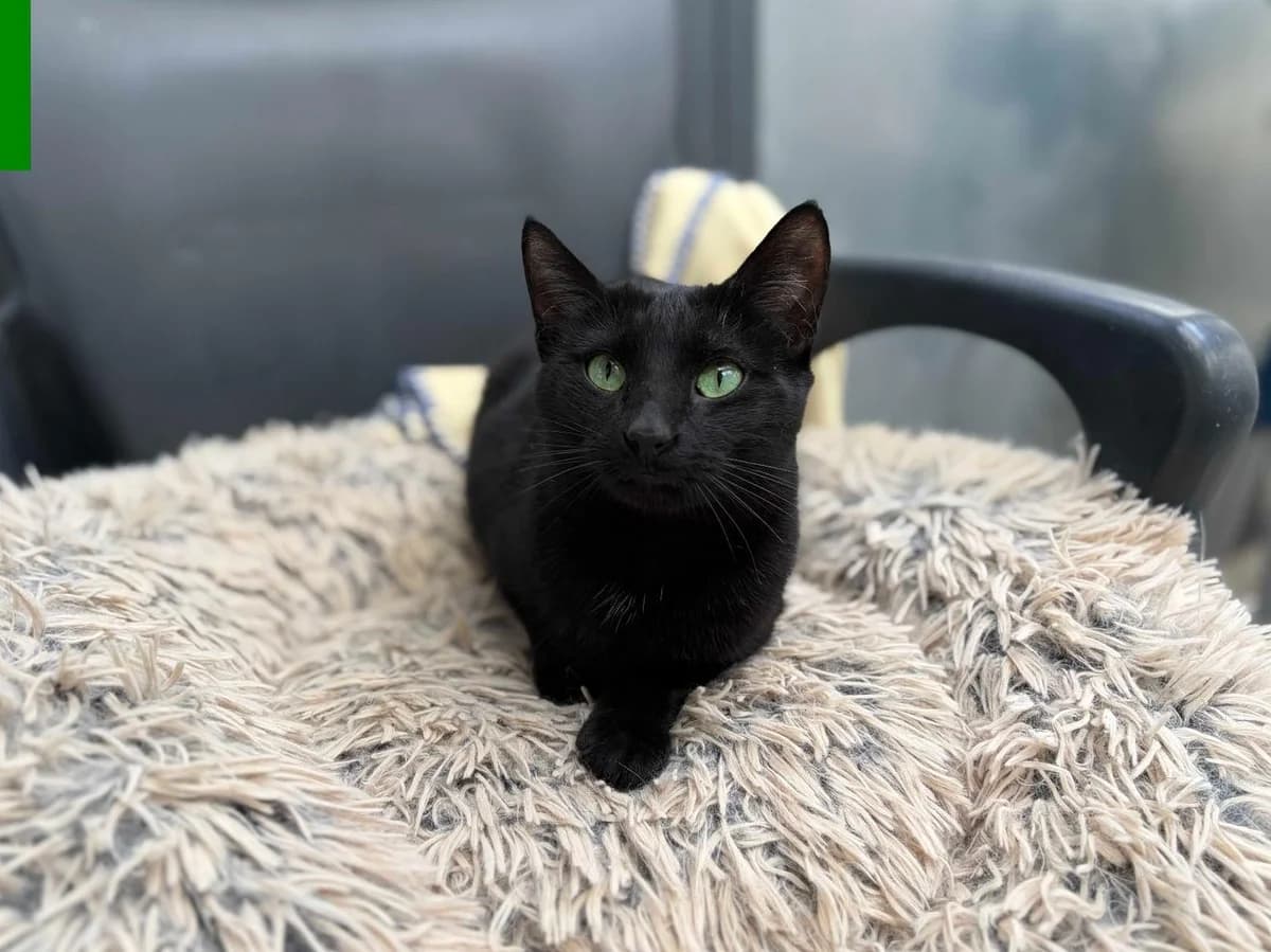 Musi, Short female young Domestic Shorthair for adoption at Triple A Marbella, Marbella