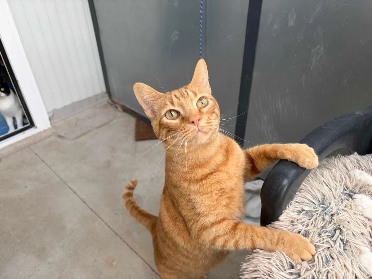 Salem, Short male 3yo Domestic Shorthair for adoption at Triple A Marbella, Marbella