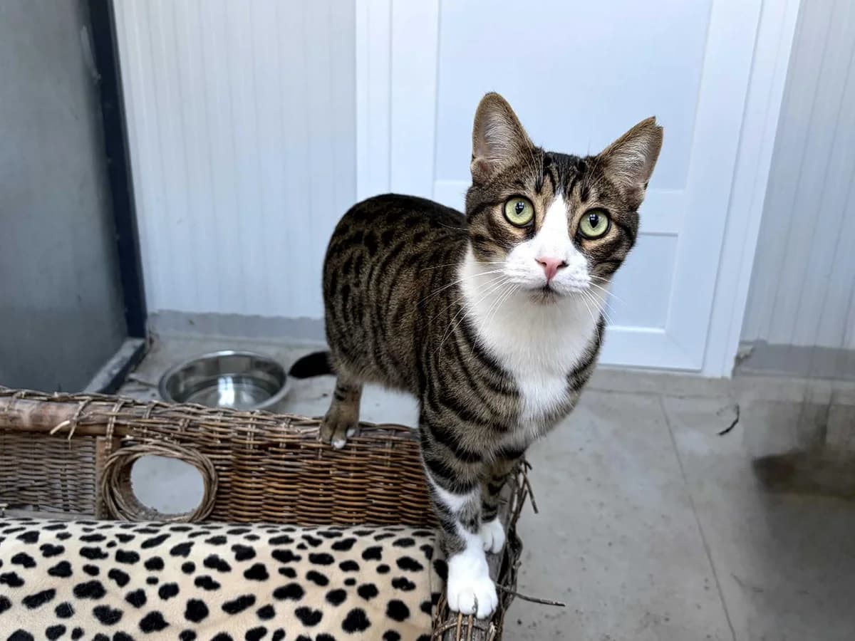 Tigre, Short male young Domestic Shorthair for adoption at Triple A Marbella, Marbella