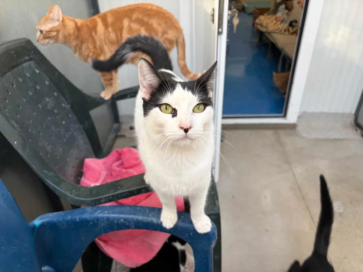 Fossy, Short male Domestic Shorthair for adoption at Triple A Marbella, Marbella