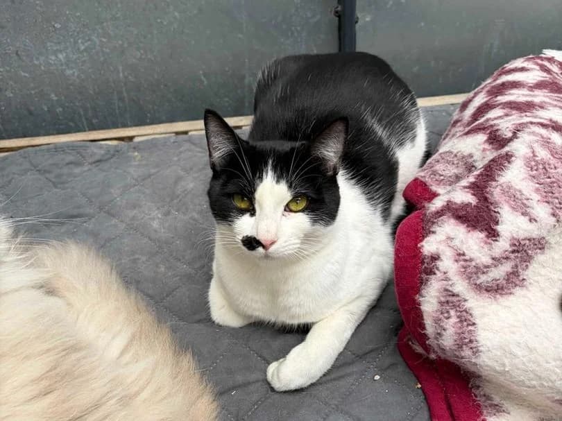 Felicci, Short male puppy Domestic Shorthair for adoption at Triple A Marbella, Marbella