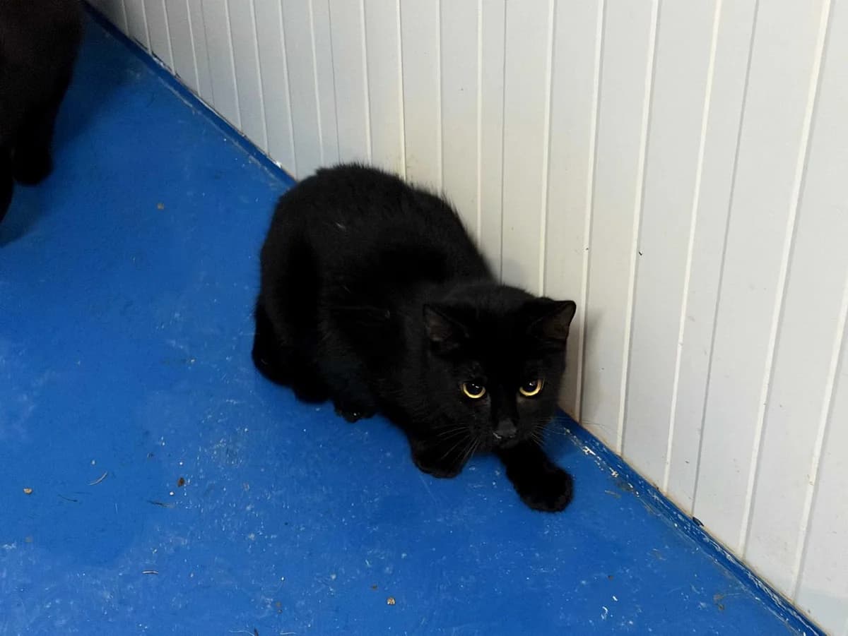 Vaz, Short male puppy Domestic Shorthair for adoption at Triple A Marbella, Marbella