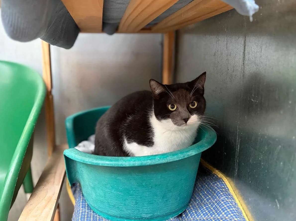 Jurgen, Short male puppy Domestic Shorthair for adoption at Triple A Marbella, Marbella