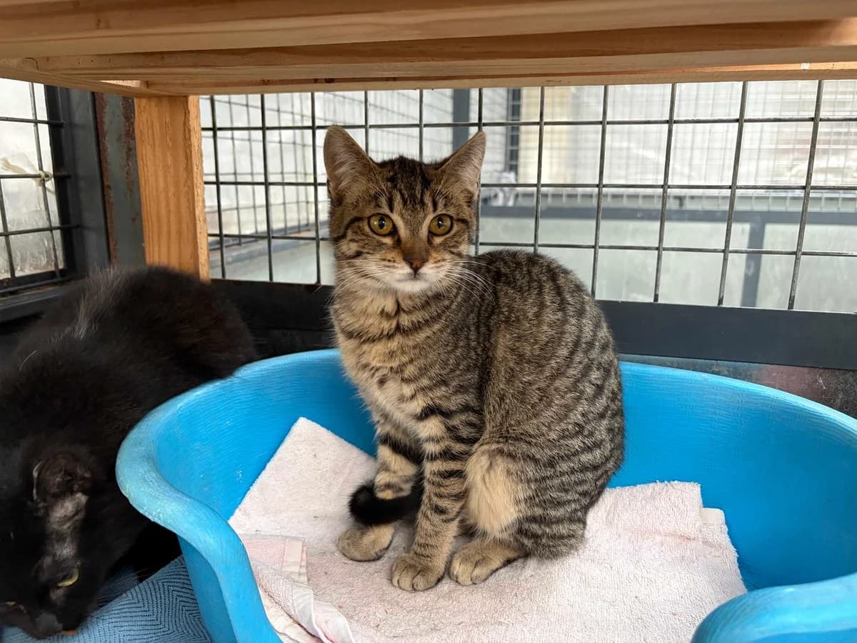 Conny, Short female puppy Domestic Shorthair for adoption at Triple A Marbella, Marbella