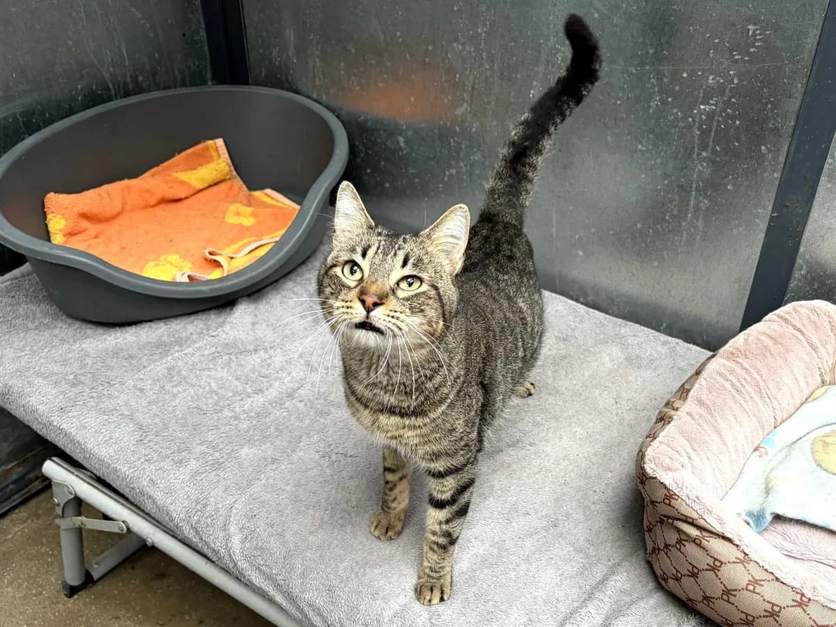 Dolly Boy, Short male Domestic Shorthair for adoption at Triple A Marbella, Marbella