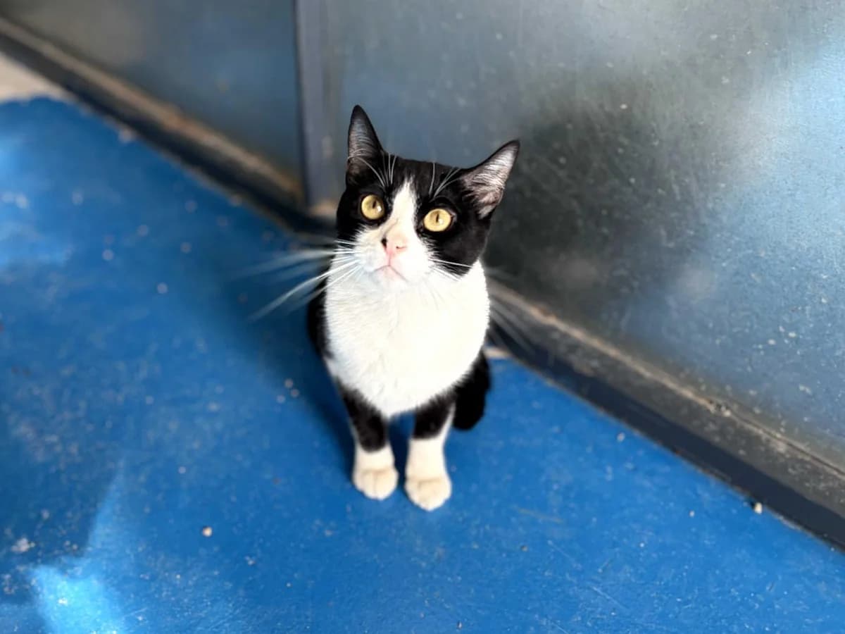 Lagrimita, Mixed Breed (Triple A Marbella)