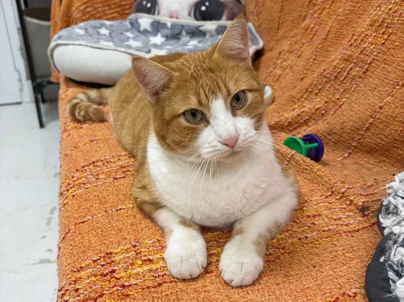 Murphy, Domestic Shorthair (Triple A Marbella)