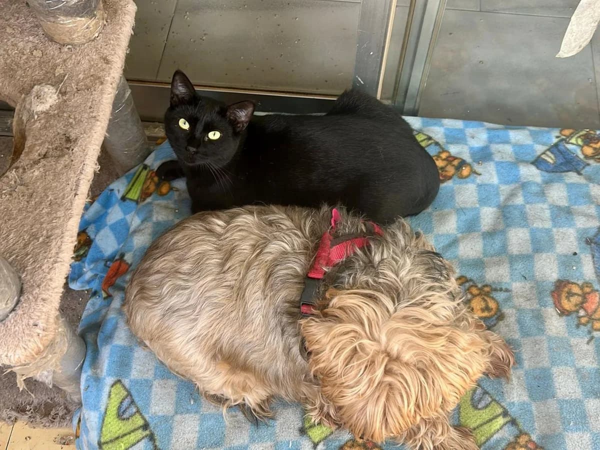 Tomas, Mixed Breed (Triple A Marbella)
