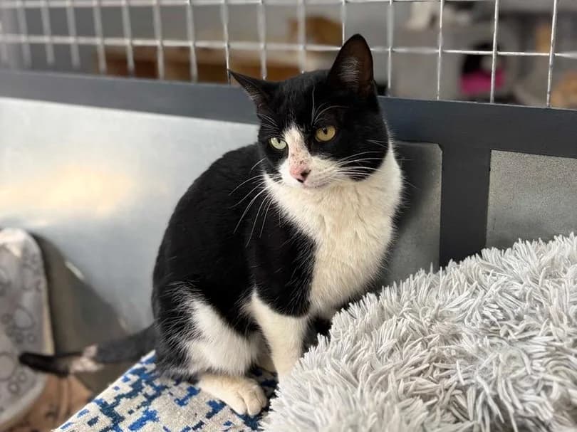 Laslo, Short male 3yo Domestic Shorthair for adoption at Triple A Marbella, Marbella