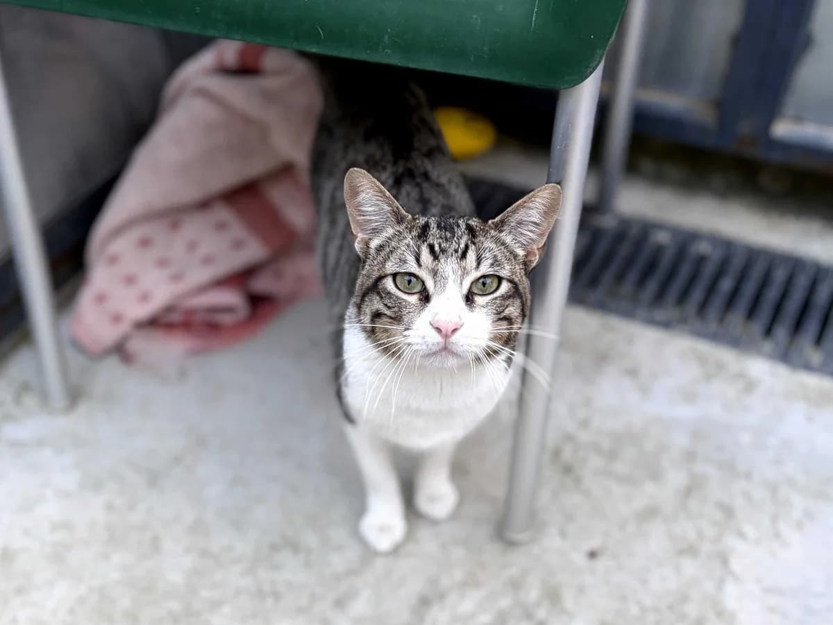 Pascal, Short male young Domestic Shorthair for adoption at Triple A Marbella, Marbella