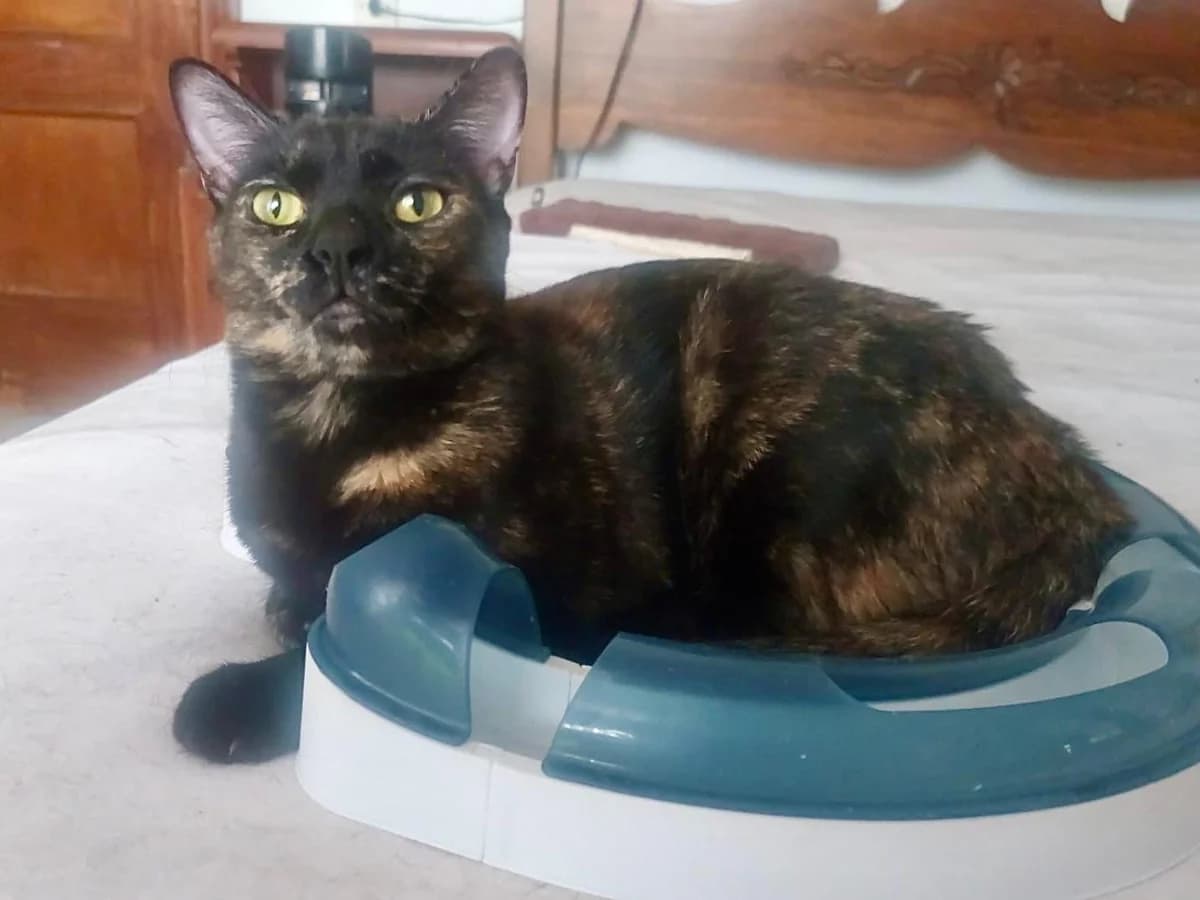 Valentina, Short female young Domestic Shorthair for adoption at Triple A Marbella, Marbella