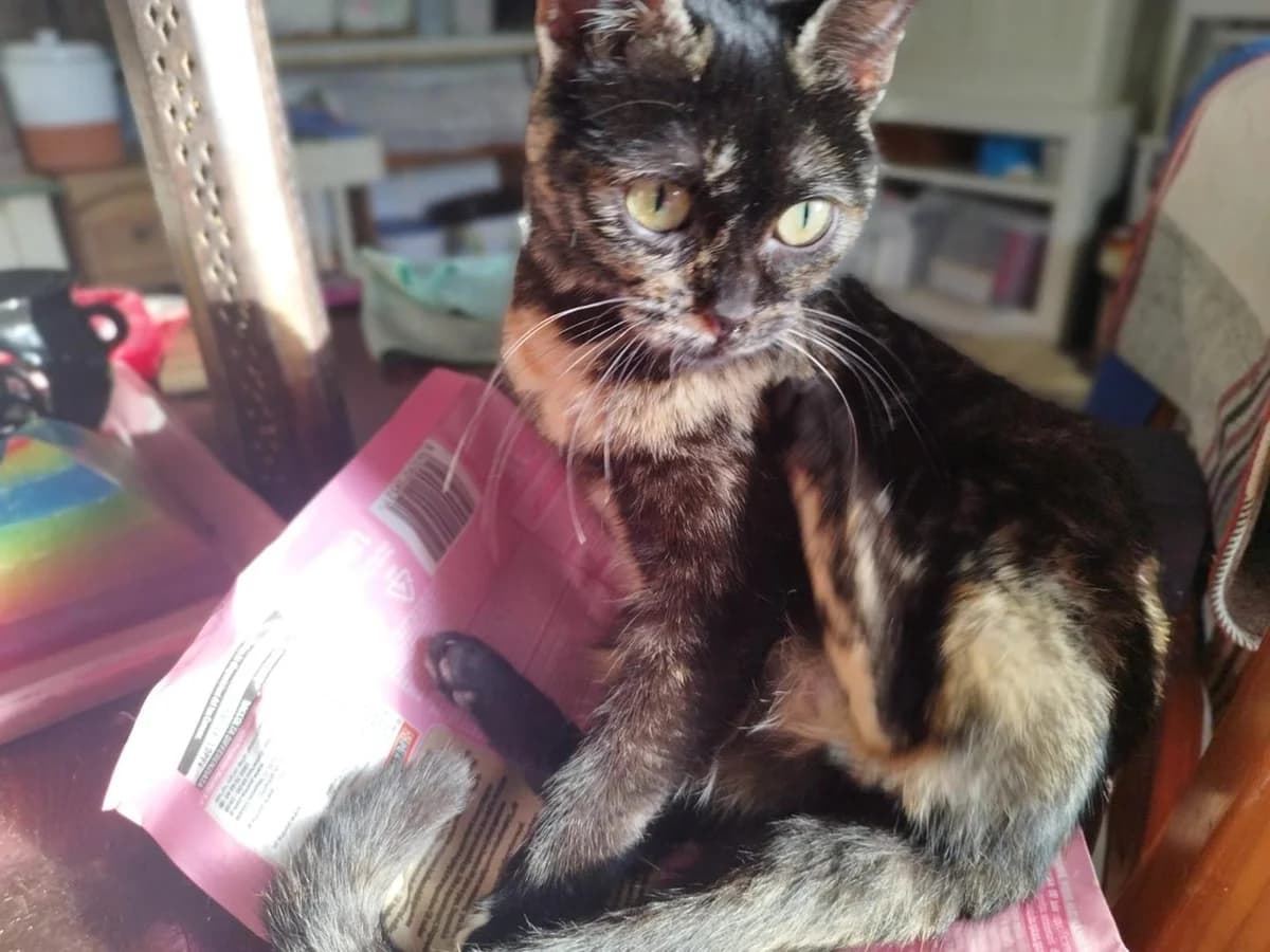 Sobel, Short female young Mixed Breed for adoption at Triple A Marbella, Marbella