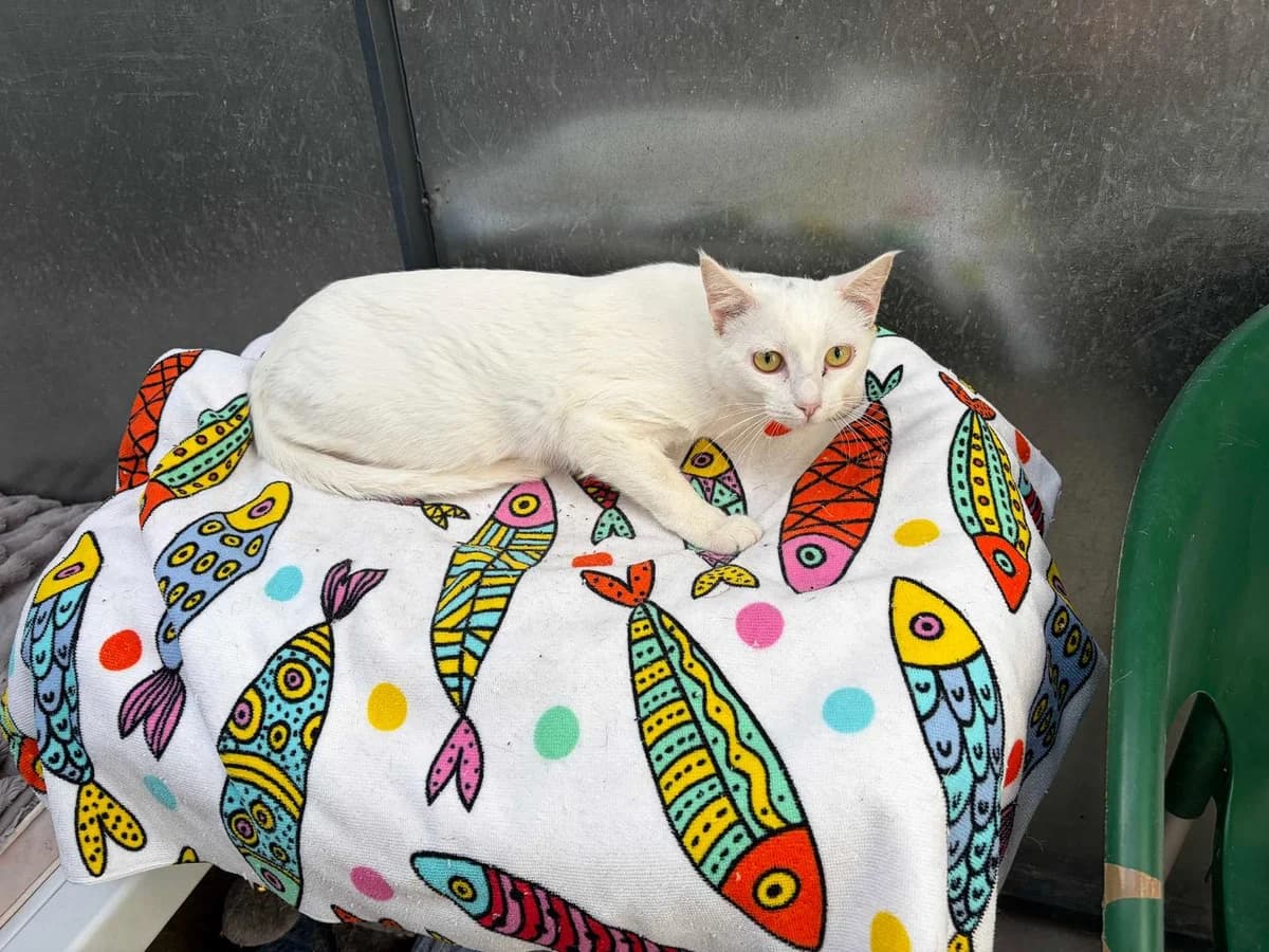 Sofia, Short female young Domestic Shorthair for adoption at Triple A Marbella, Marbella