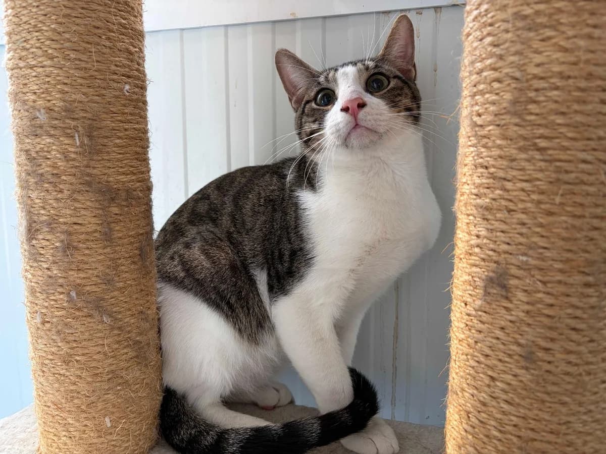 Roberto/Sergio+Leucemia, Short male Domestic Shorthair for adoption at Triple A Marbella, Marbella