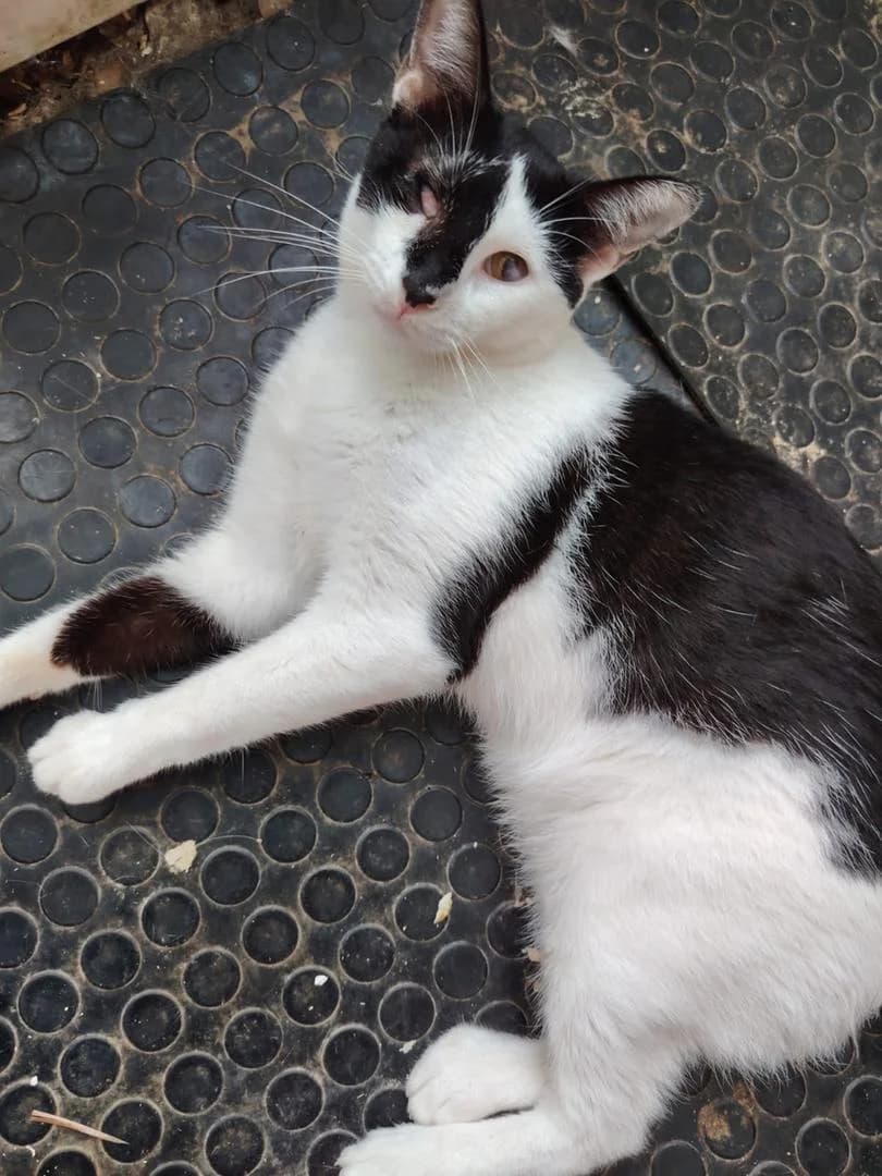 Amigo Ashley y Tomas, Short male young Domestic Shorthair for adoption at Triple A Marbella, Marbella