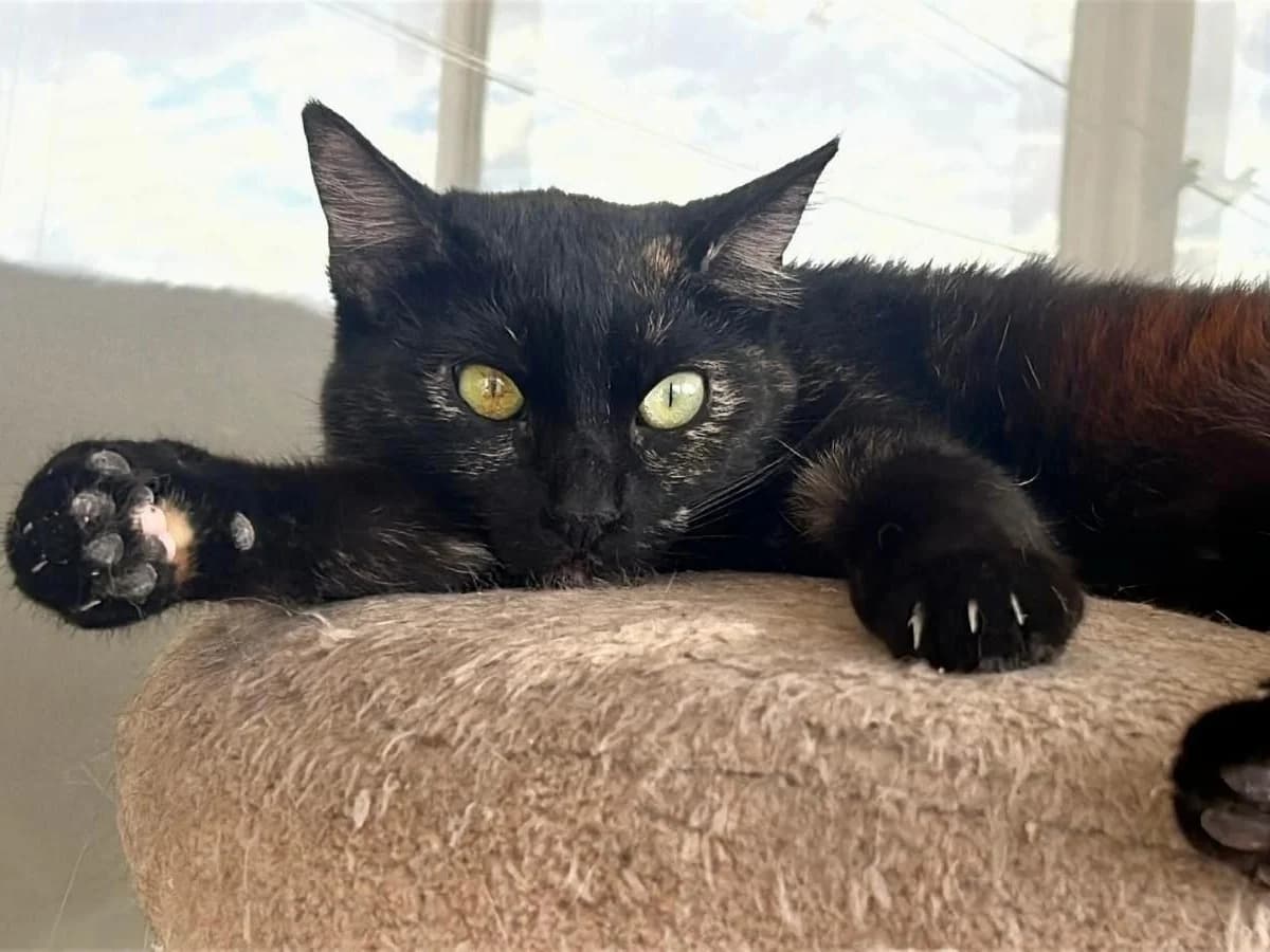 Simona, Short female young Domestic Shorthair for adoption at Triple A Marbella, Marbella