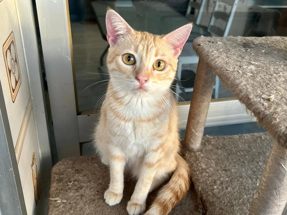 Chuka, Short female puppy Domestic Shorthair for adoption at Triple A Marbella, Marbella