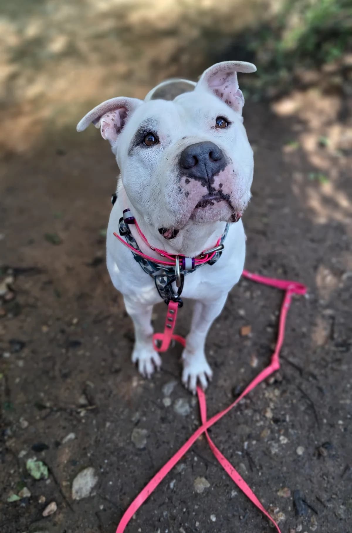Pirata, Short male 4yo Mixed Breed for adoption at Triple A Marbella, Marbella