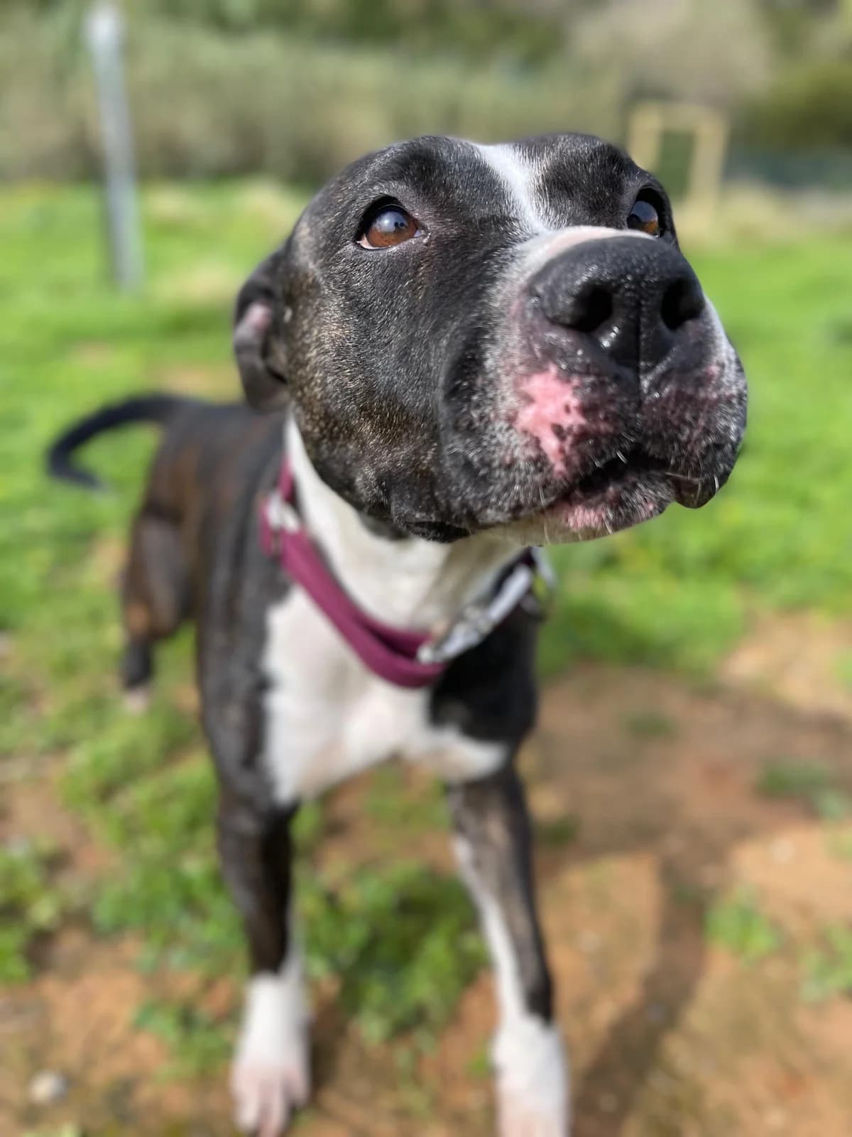 Ursula, Short female 3yo Staffordshire Bull Terrier for adoption at Triple A Marbella, Marbella