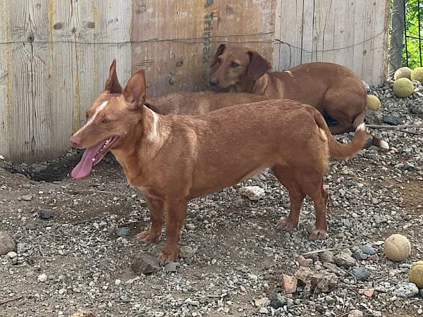ALICIA, female Mixed Breed for adoption at Murcia), Lips Rescue
