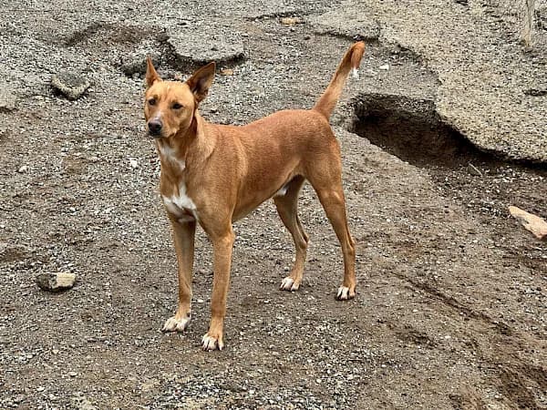 Angelo, male 5yo Podenco for adoption at ADANA Costa del Sol, Estepona