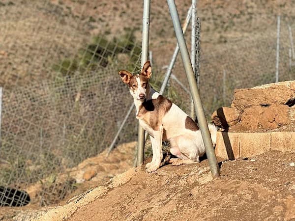 Bianca, female 7yo Podenco for adoption at ADANA Costa del Sol, Estepona