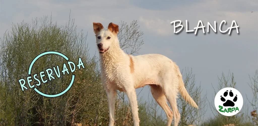 Blanca, female Podenco for adoption at ZARPA Zaragoza, Zaragoza