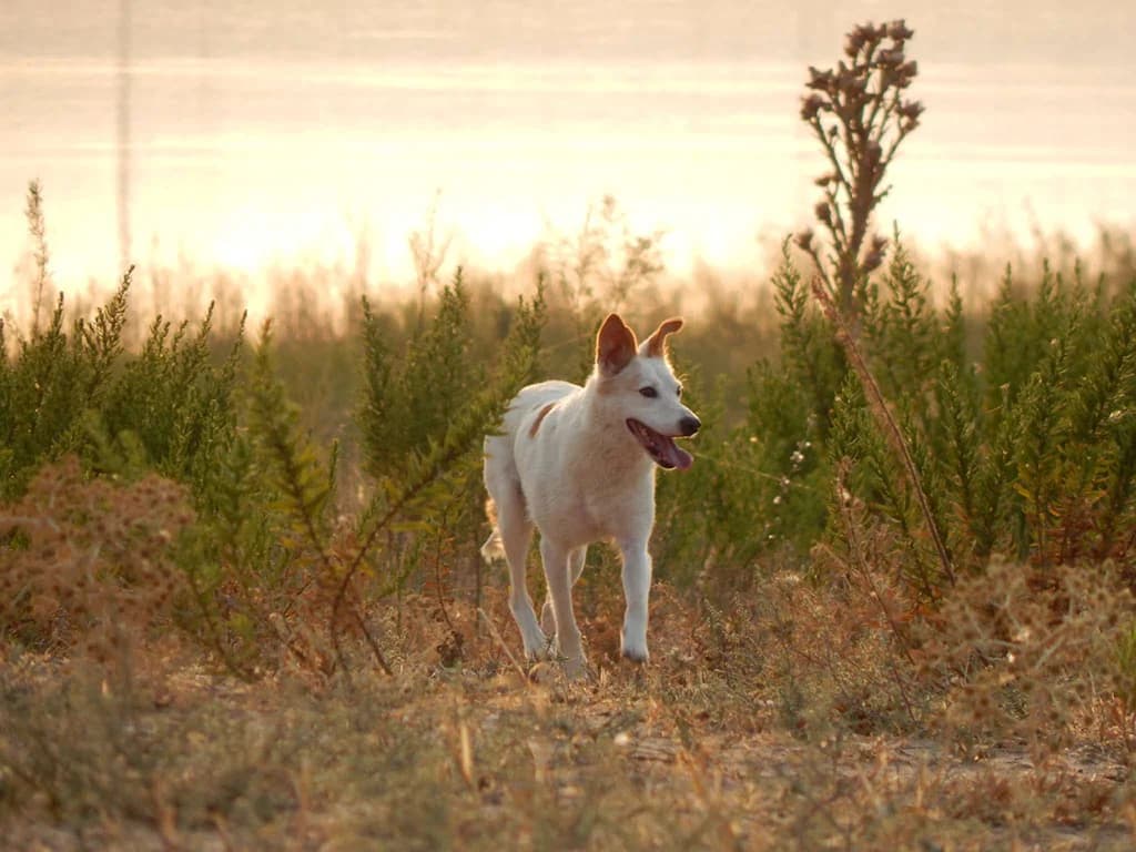 Blanca, white female Podenco for adoption at ZARPA Zaragoza, Zaragoza — photo 2 of 6