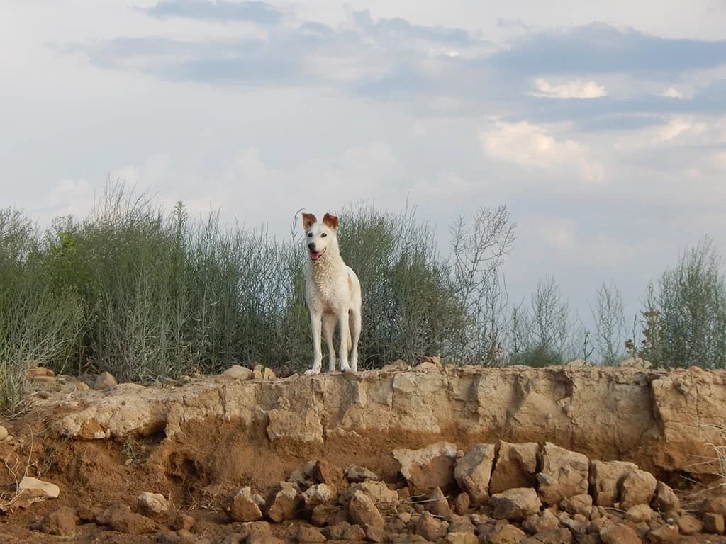 Blanca, white female Podenco for adoption at ZARPA Zaragoza, Zaragoza — photo 3 of 6