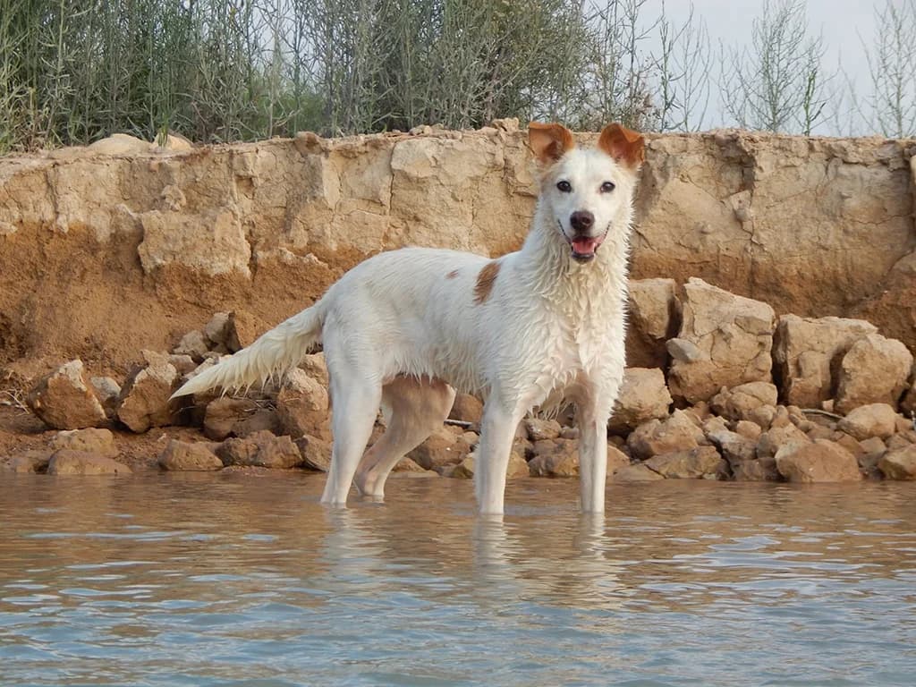 Blanca, white female Podenco for adoption at ZARPA Zaragoza, Zaragoza — photo 4 of 6