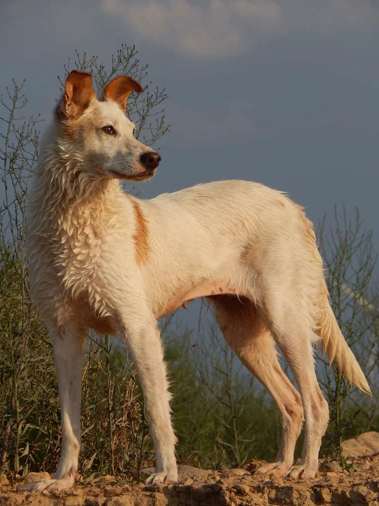 Blanca, white female Podenco for adoption at ZARPA Zaragoza, Zaragoza — photo 5 of 6