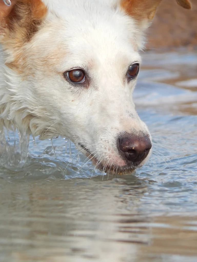 Blanca, white female Podenco for adoption at ZARPA Zaragoza, Zaragoza — photo 6 of 6