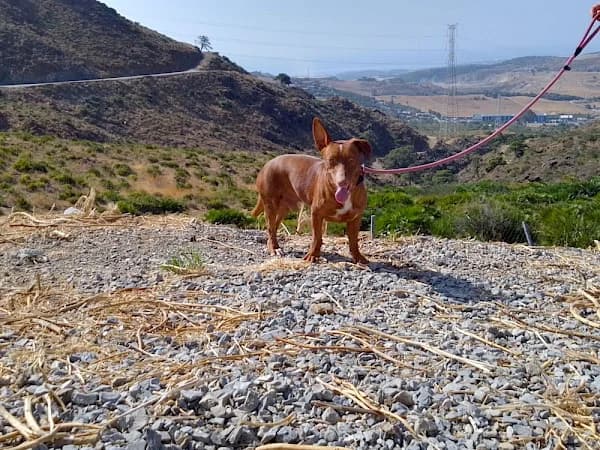 Bobo, male 5yo Podenco for adoption at ADANA Costa del Sol, Estepona