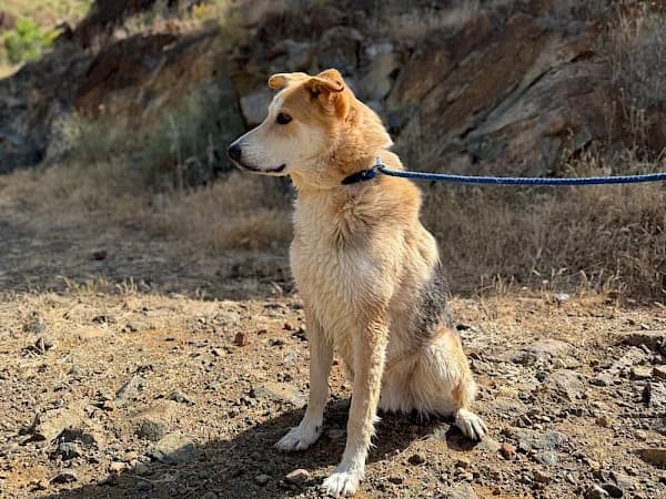 Boots, male 5yo German Shepherd for adoption at ADANA Costa del Sol, Estepona