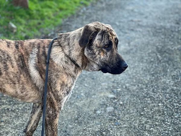 BRUCE, male Mixed Breed for adoption at Galgos Del Sol, Murcia