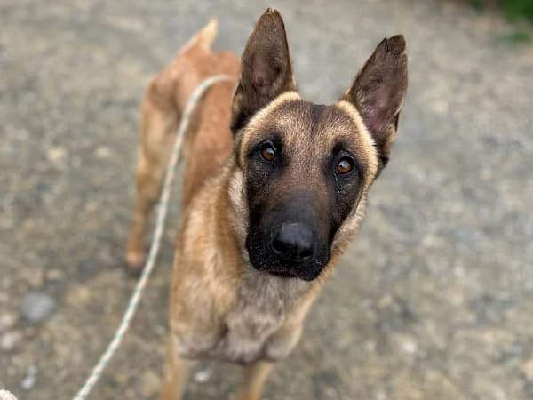 Bruno, male 4yo German Shepherd for adoption at ADANA Costa del Sol, Estepona