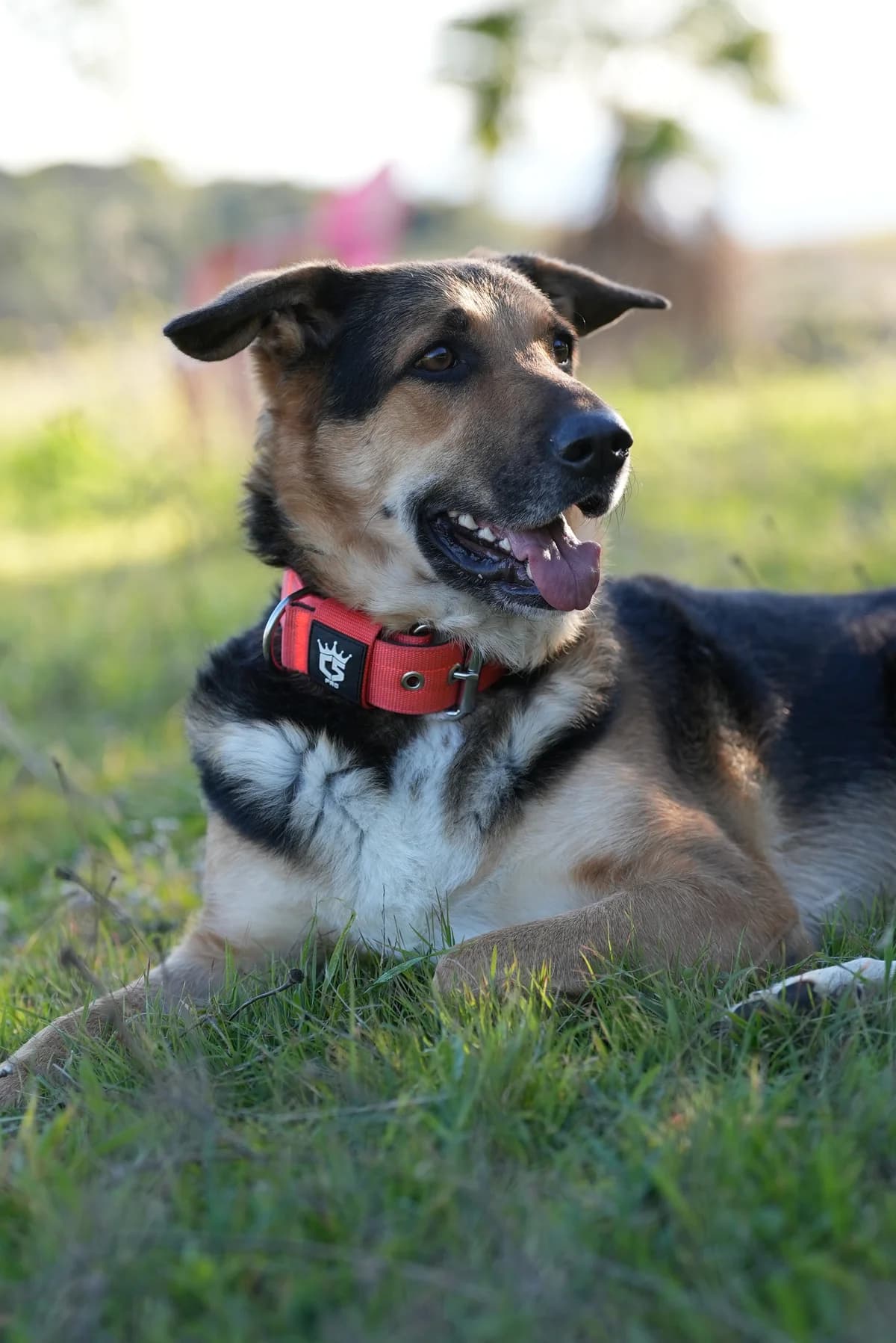 Canela3, Medium female 5yo Mixed Breed for adoption at Triple A Marbella, Marbella