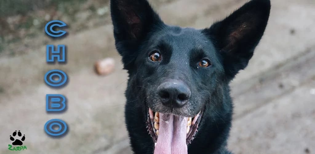 Chobo, male Mixed Breed for adoption at ZARPA Zaragoza, Zaragoza