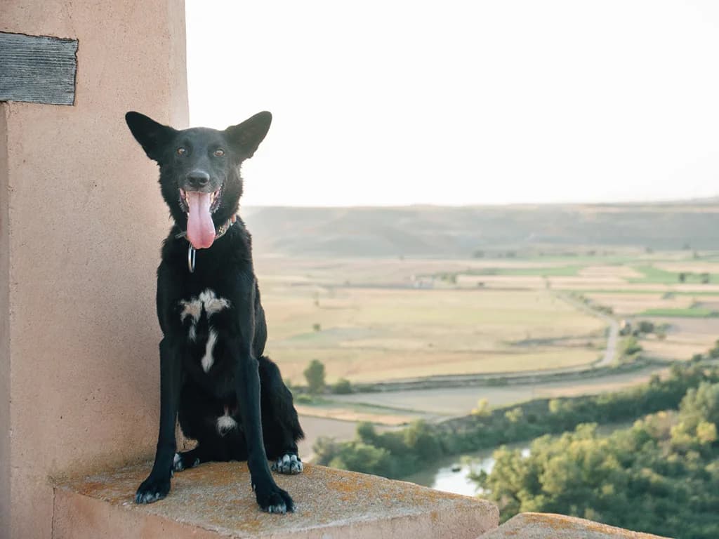 Chobo, black male Mixed Breed for adoption at ZARPA Zaragoza, Zaragoza — photo 2 of 4