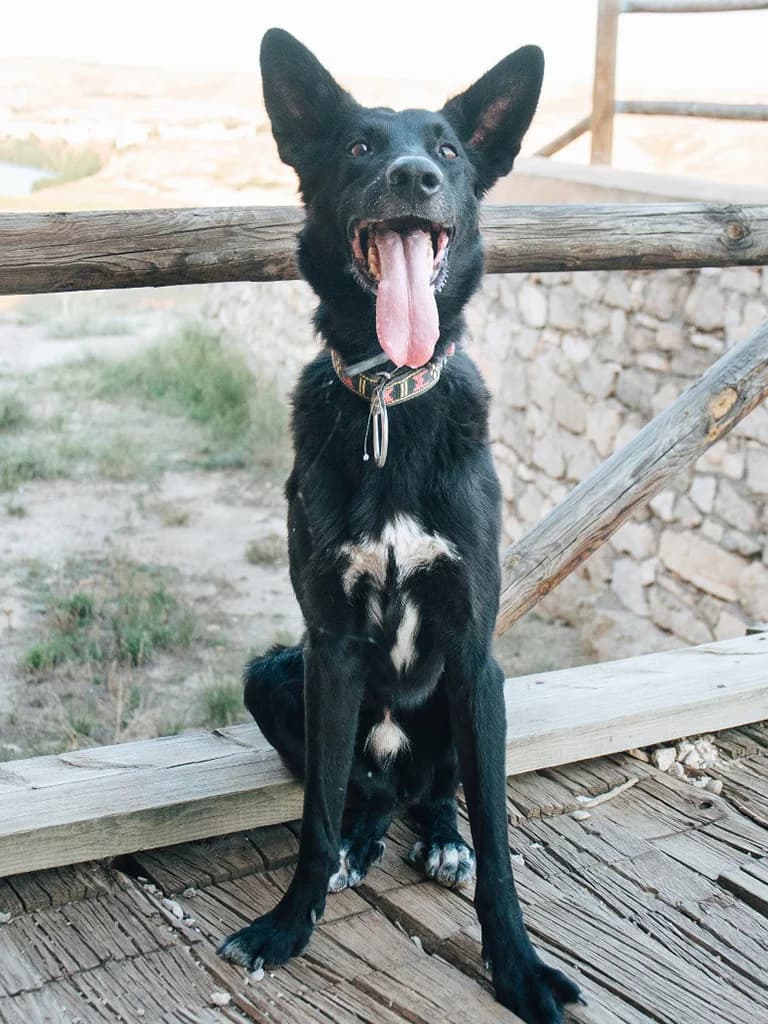 Chobo, black male Mixed Breed for adoption at ZARPA Zaragoza, Zaragoza — photo 3 of 4